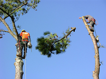 Tree top removal north fort worth area