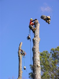 Tree removal service Keller, TX